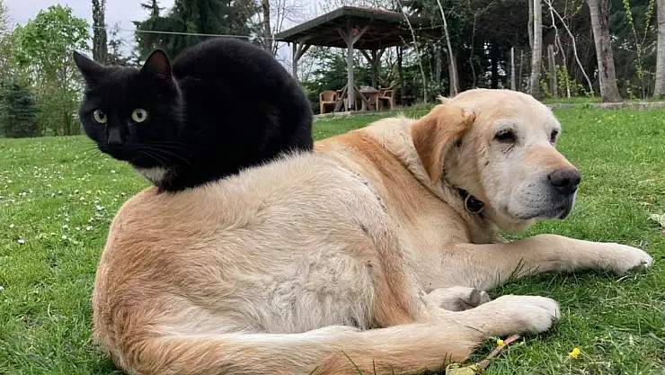 800 tona yakın kedi köpek maması ihraç edildi