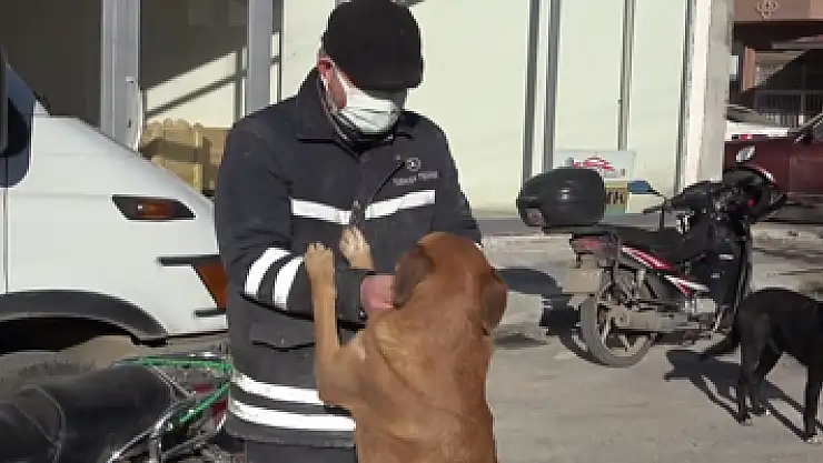 Köpeğini ezen otomobil sürücüsünden şikayetçi oldu