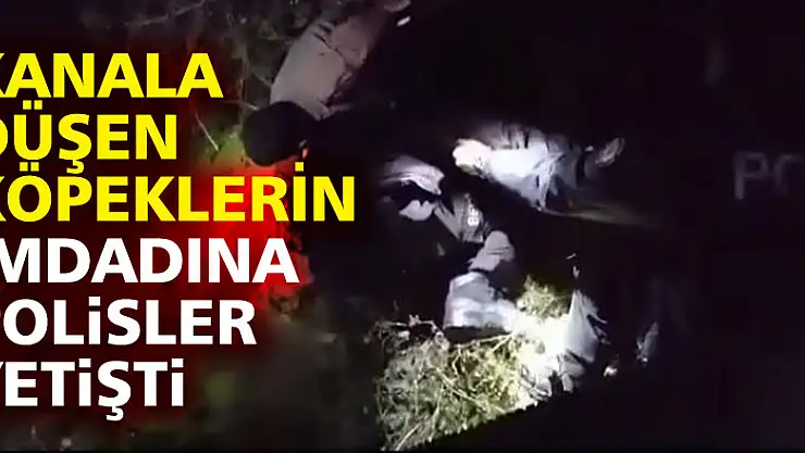 Kanala düşen köpeklerin imdadına polisler yetişti