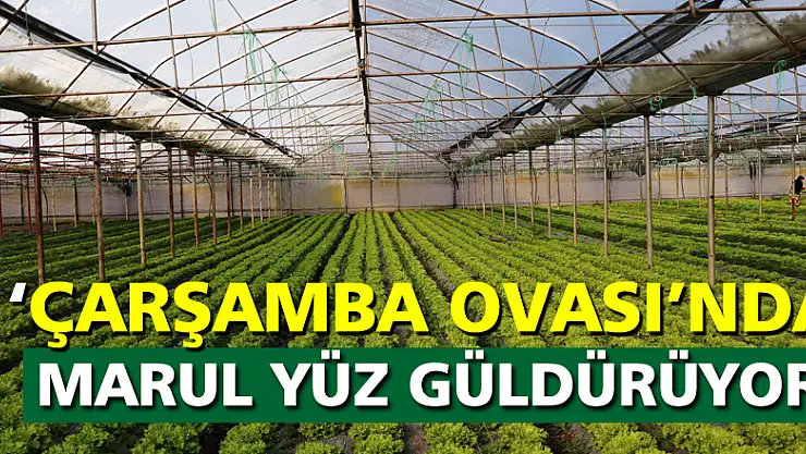 Çarşamba Ovası'nda marul yüz güldürüyor