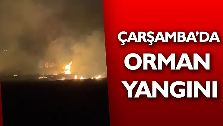 Çarşamba'da orman yangını 