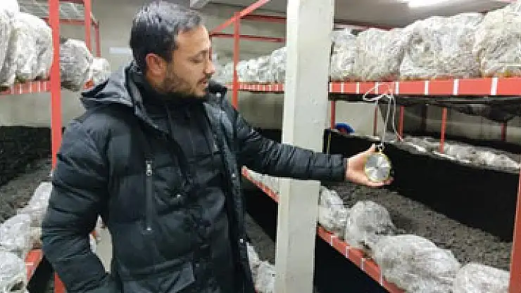 Üniversiteden mezun oldu, mantar üretimine başladı