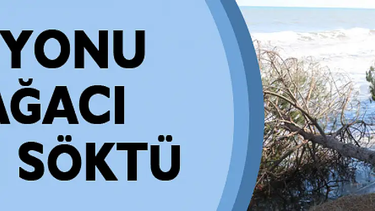 Kıyı erozyonu birçok ağacı kökünden söktü