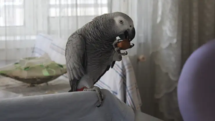 Papağan 'Ufuk' insan gibi konuşuyor