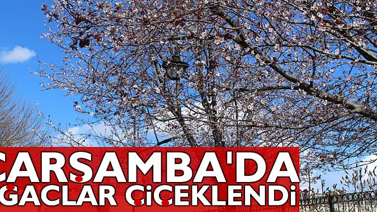 ÇARŞAMBA'DA AĞAÇLAR ÇİÇEKLENDİ