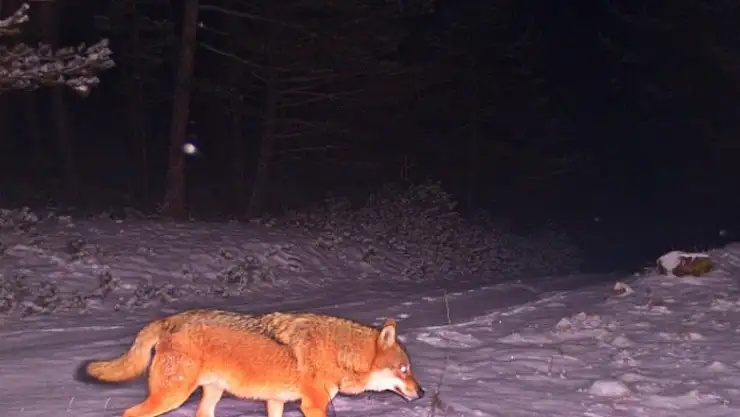 Fotokapanlara vaşak ve birçok yaban hayvanı takıldı