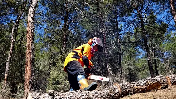 Türkiye'nin akciğerleri kadınlara emanet: Bu ormanda pozitif ayrımcılık var