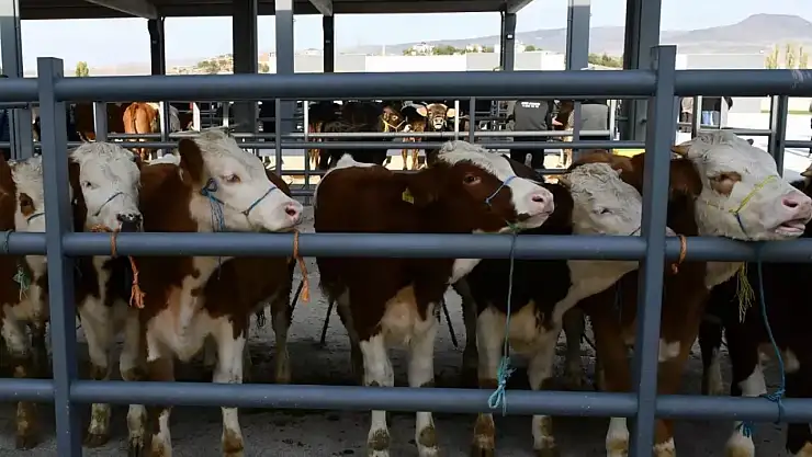 81 ile acil kodlu yazı