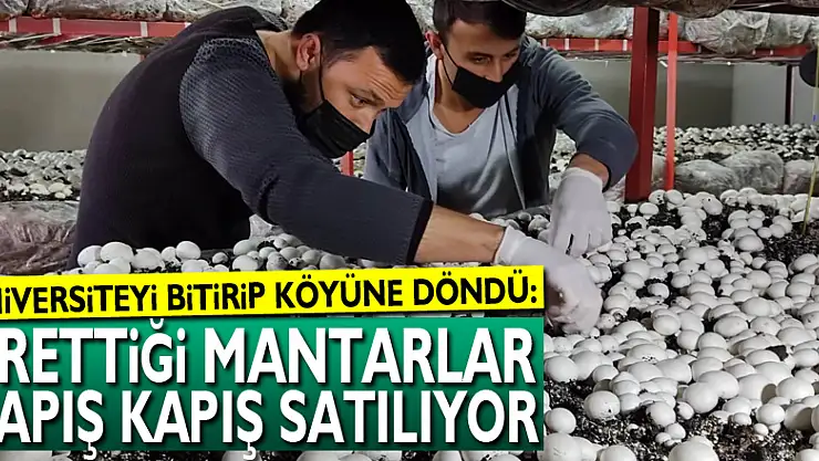 Üniversiteyi bitirip köyüne döndü: Ürettiği mantarlar kapış kapış satılıyor