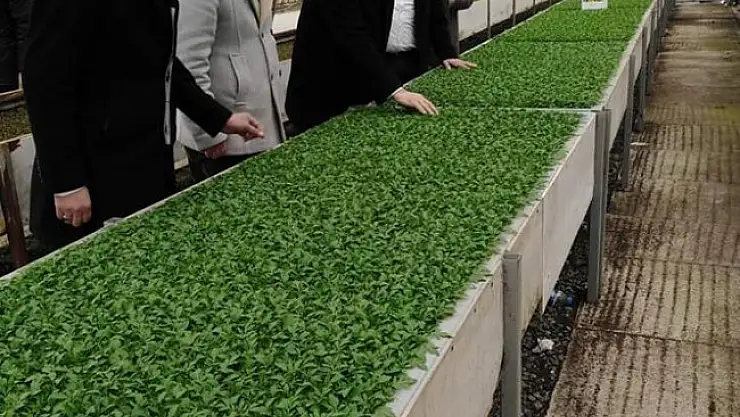 80 bin mevsimlik fide kampüse dikilecek