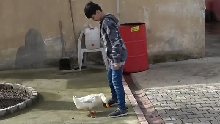 Küçük Yusuf'la ördeğin dostluğu