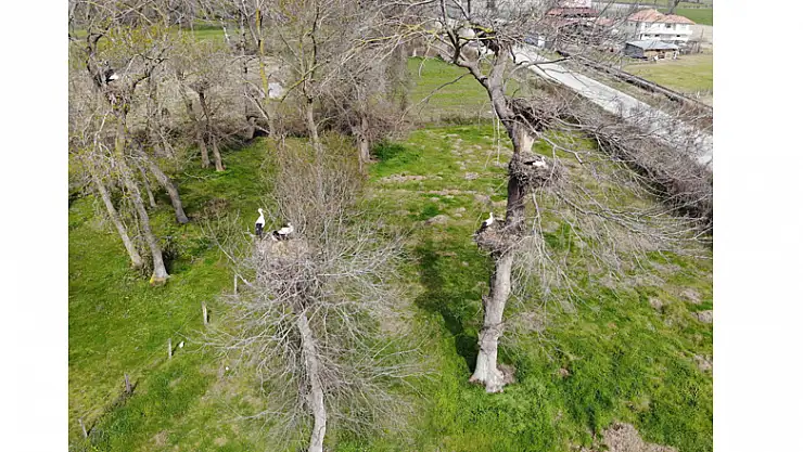 Leyleklerin eşleri geldi, yuvalar şenlendi