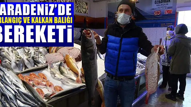 Karadeniz'de Kırlangıç ve Kalkan Balığı bereketi