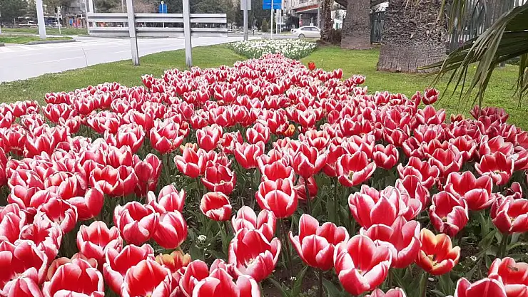  Samsun'da lale zamanı  