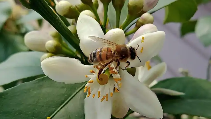 'İklim değişikliği' ve 'varroa' bal üretimini düşürdü