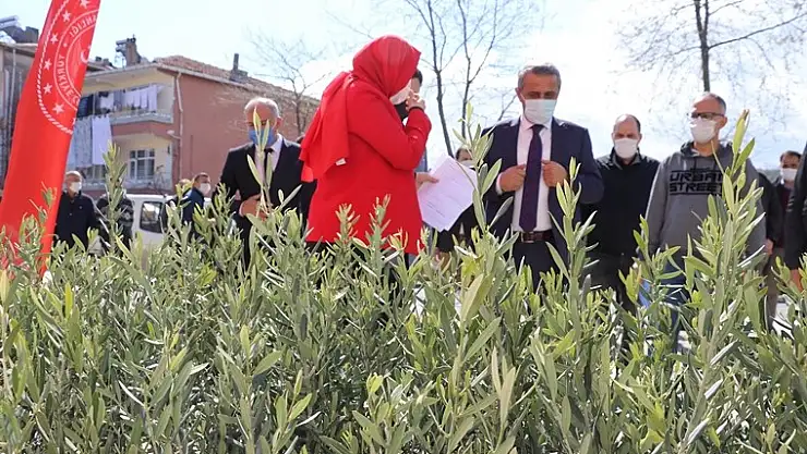 Samsun'da 7 bin 500 zeytin fidanı dikildi: Zeytincilik yeniden canlanıyor