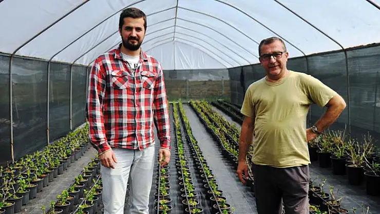 Samsun'da kesme çiçekçilik yaygınlaşıyor