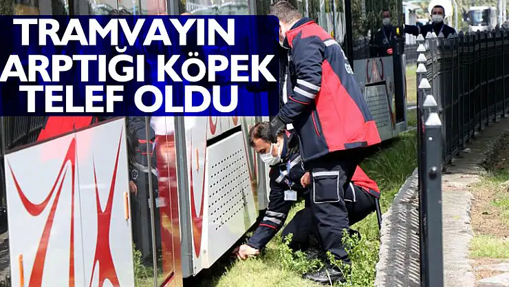 Tramvayın çarptığı köpek telef oldu