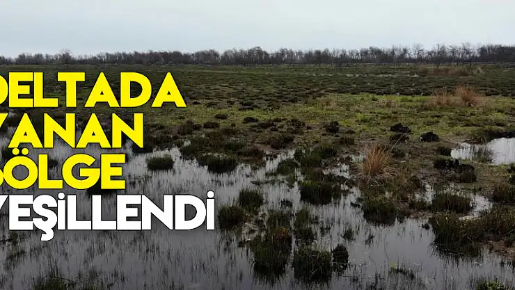 Deltada yanan bölge yeşillendi, hayvanlar bile otlamaya başladı