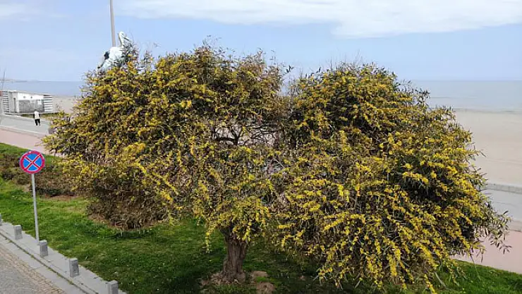 Baharın gelişiyle açan mimozalar renkli görüntüler oluşturdu