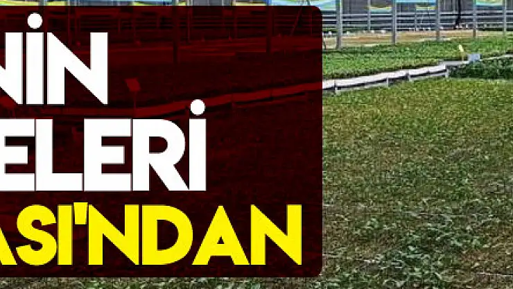 Türkiye'nin sebze fideleri Bafra Ovası'ndan