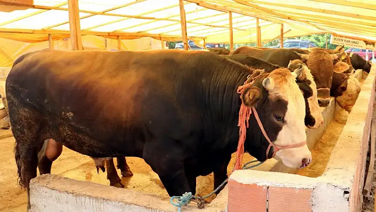 Trakya'ya kurbanlık hayvan sevkiyatına kısıtlama 