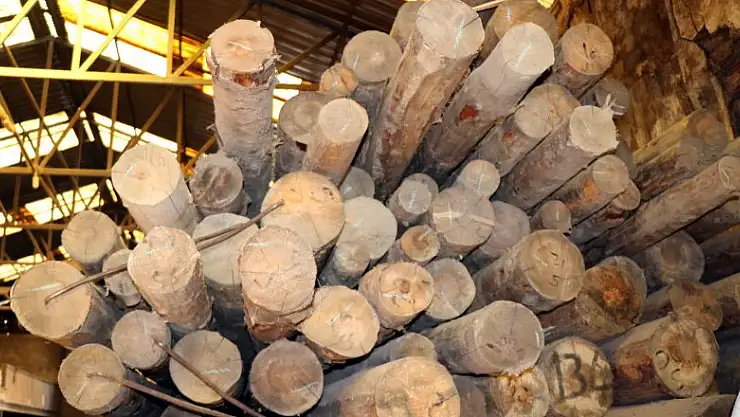 Korona salgını dünyada ahşaba olan talebi arttırdı, fiyatlar arttı 