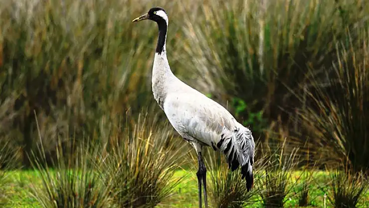 Nesli tükenme tehlikesi altındaki Anadolu dağ turnasının yeni yuva yaptığı belirlendi