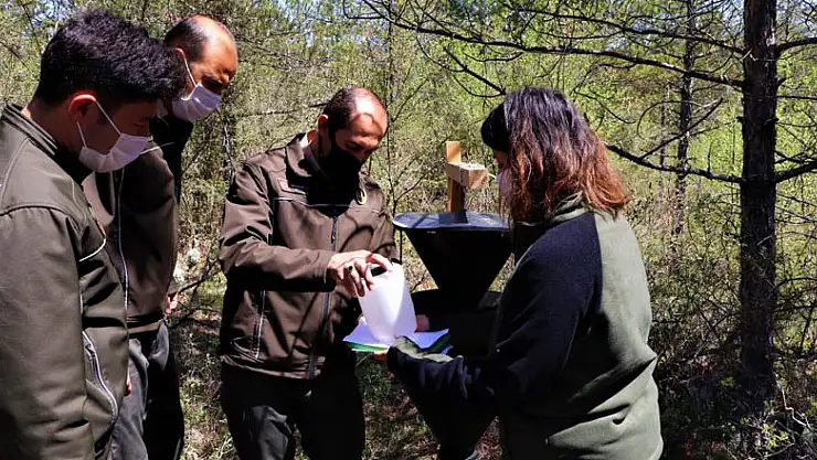 Kunduz Ormanları'nda zararlı böcekler arttı, tuzaklı mücadele başladı
