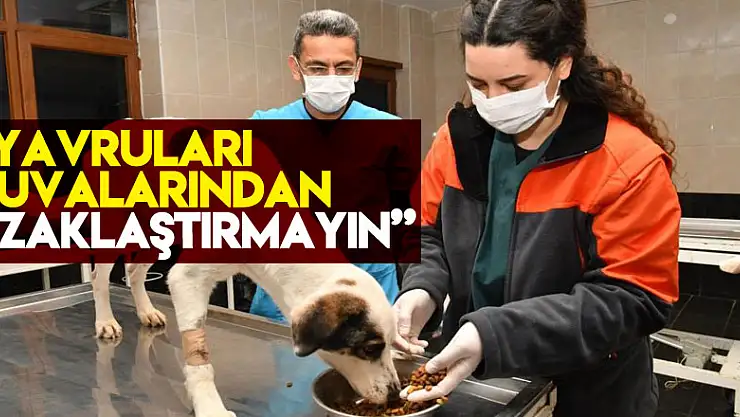 Tabatabaei: 'Yavruları yuvalarından uzaklaştırmayın'