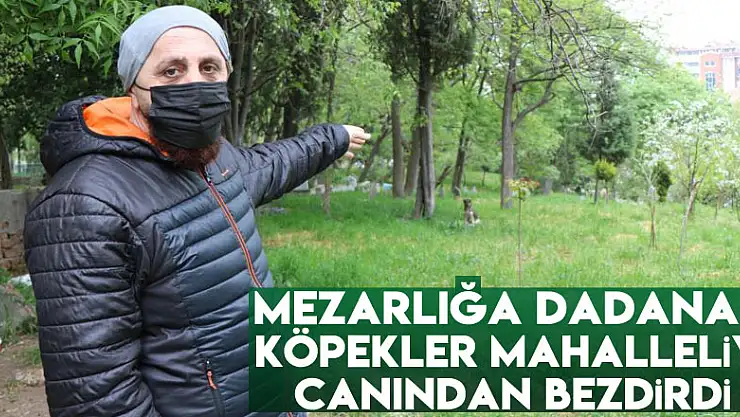 Mezarlığa dadanan köpekler mahalleliyi canından bezdirdi