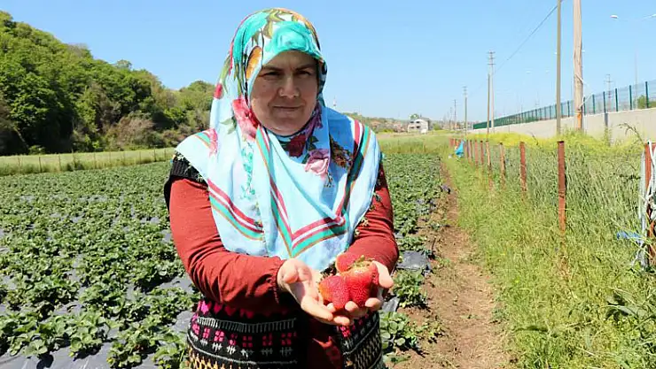 Bu çilekler pazara inmeden tarladan kapış kapış gidiyor