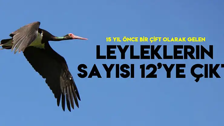 15 yıl önce bir çift olarak gelen kara leyleklerin sayısı 12'ye çıktı