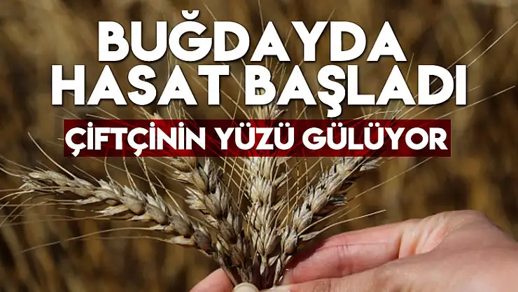 Buğdayda hasat başladı, çiftçinin yüzü gülüyor