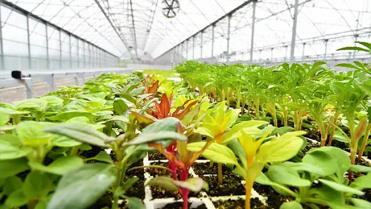 Türkiye'nin 'atık ısı' ile ısıtılan ilk çiçek serası