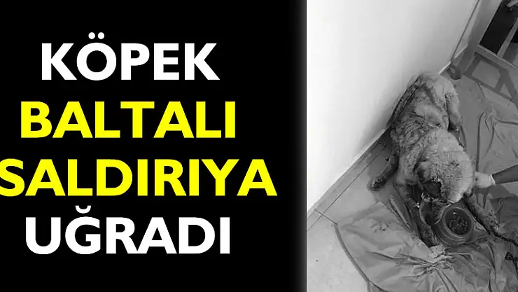 Kangal cinsi köpek baltalı saldırıya uğradı