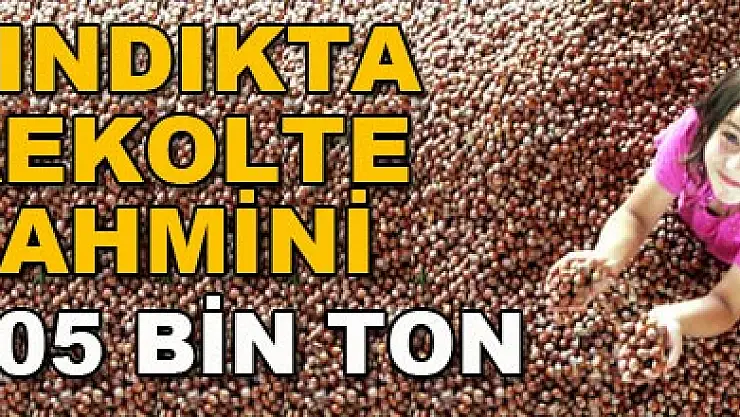 Fındık rekolte tahmini 405 bin ton