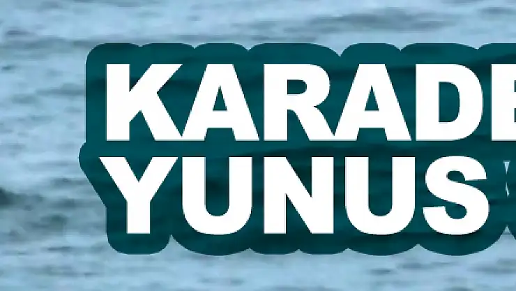 Karadeniz'de yunus şöleni