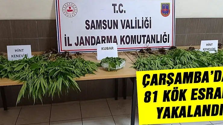 Çarşamba'da 81 kök esrar ele geçirildi