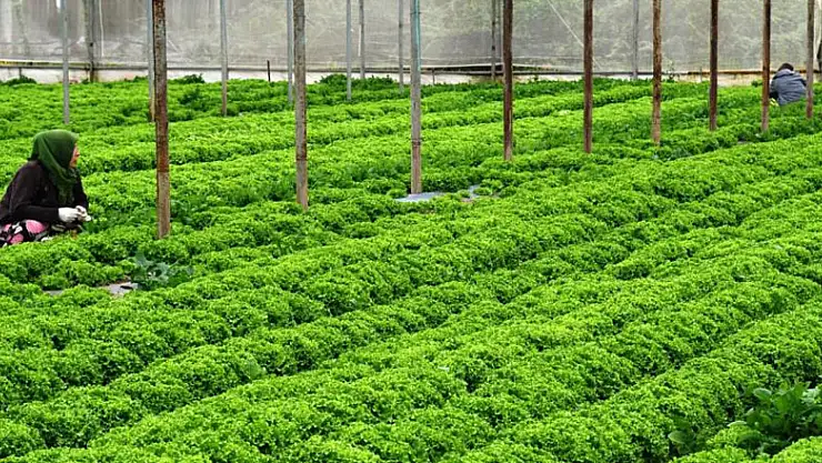 Türkiye'nin 3'ncü tarıma dayalı OSB'si Bafra'ya kuruluyor