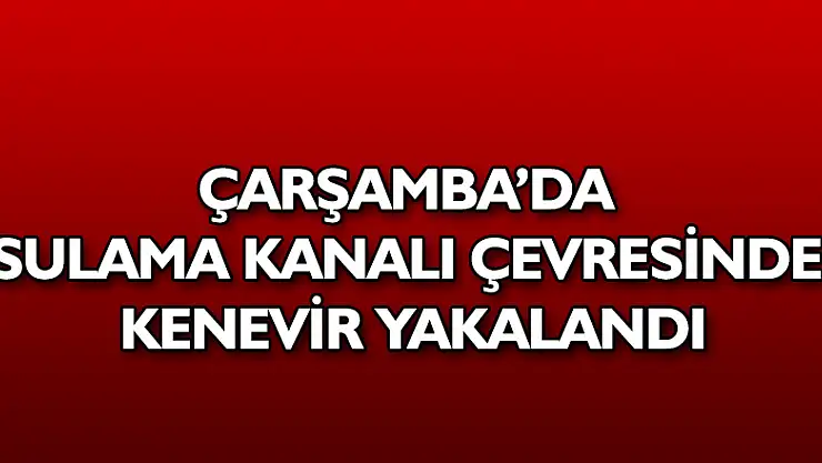 Sulama kanalı çevresinde kenevir bitkisi ve 500 gram kubar esrar ele geçirildi