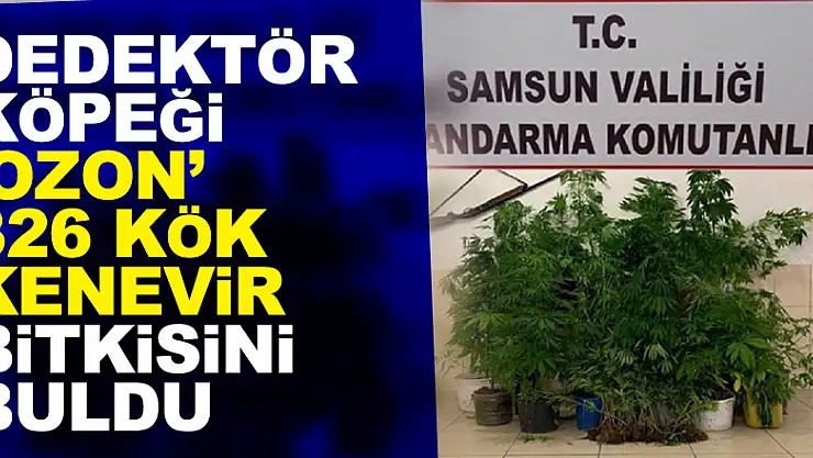 Dedektör köpeği 'Ozon' 326 kök kenevir bitkisini buldu