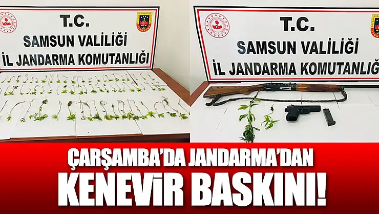 Jandarma'dan kenevir baskını!