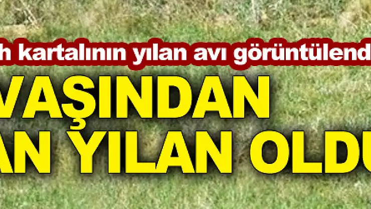 Türkiye'de 80 çift kalan şah kartalının yılan avı görüntülendi