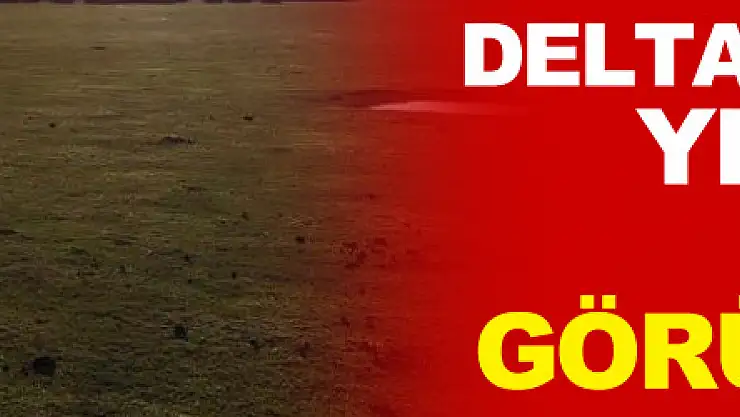 Deltada bulunan yılkı atları havadan görüntülendi