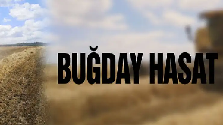 Samsun'da buğday hasat sezonu başladı