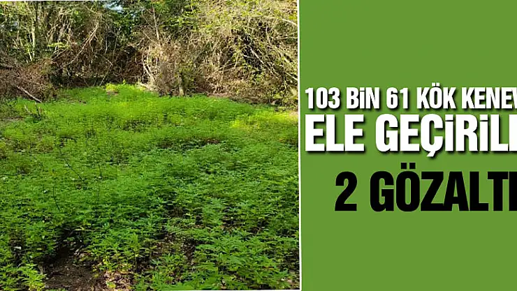 Samsun'da 103 bin 61 kök kenevir ele geçirildi: 2 gözaltı