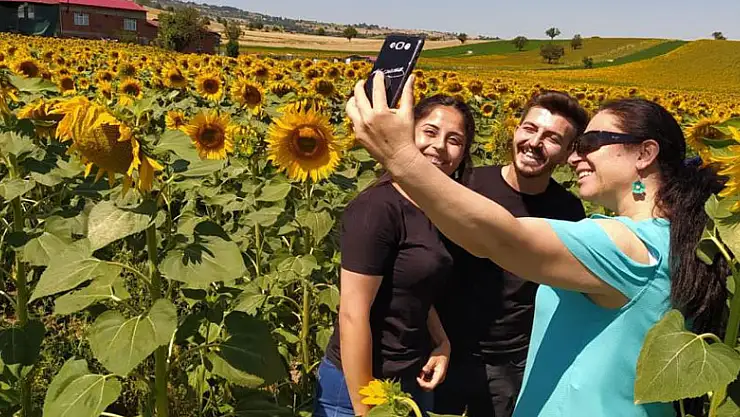 Uçsuz bucaksız tarlalar sarıya boyandı, kartpostallık manzaralar ortaya çıktı