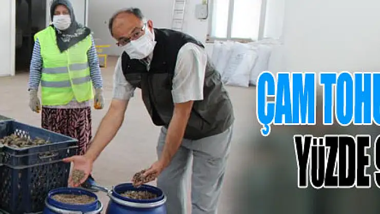 Çam tohumunun çimlenmesinde yüzde 90'ın üstünde başarı