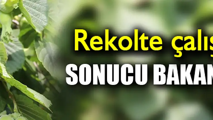 Samsun'un fındık rekolte çalışmaları tamam: Sonucu bakanlık açıklayacak